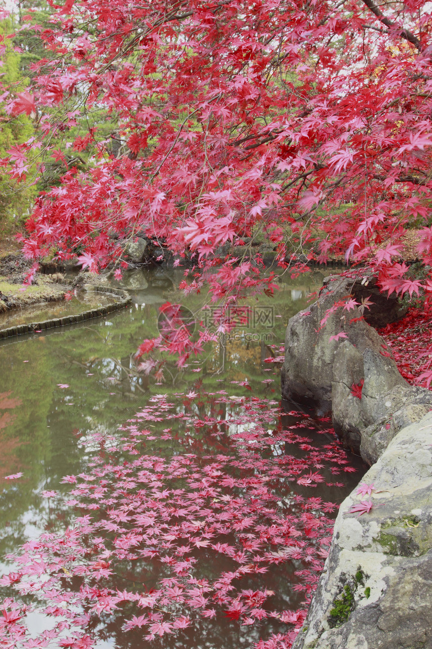 彩色叶子树叶红色黄色季节落叶橙子植物图片