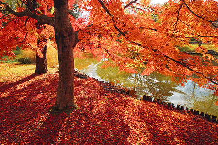 盛冈彩色叶子季节红色落叶植物黄色橙子树叶背景