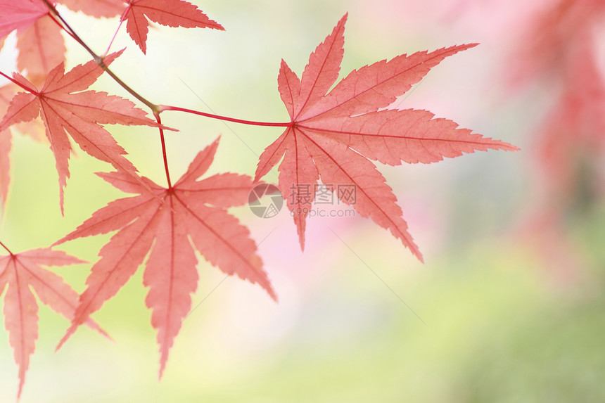 彩色叶子树叶红色黄色橙子季节植物图片