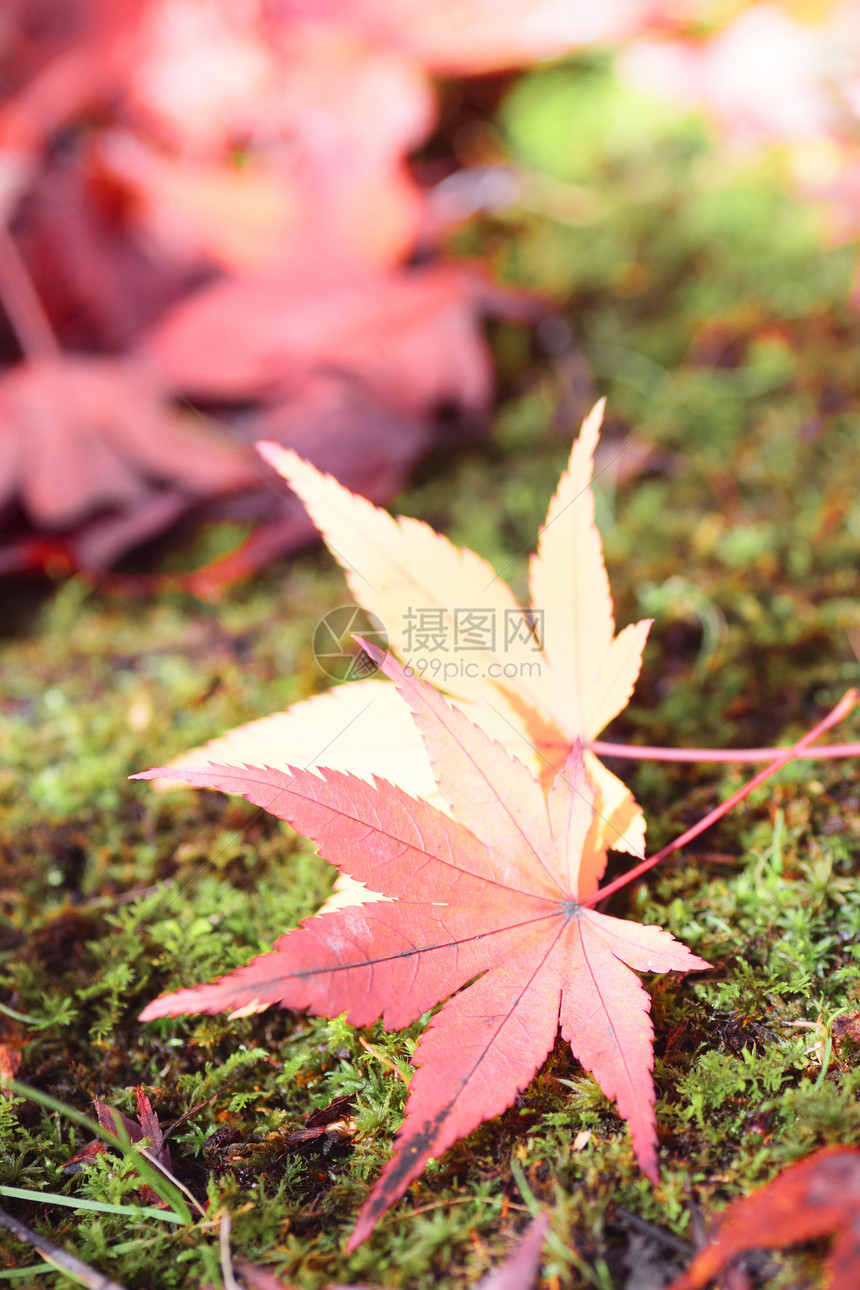 彩色叶子落叶植物黄色季节红色树叶橙子图片