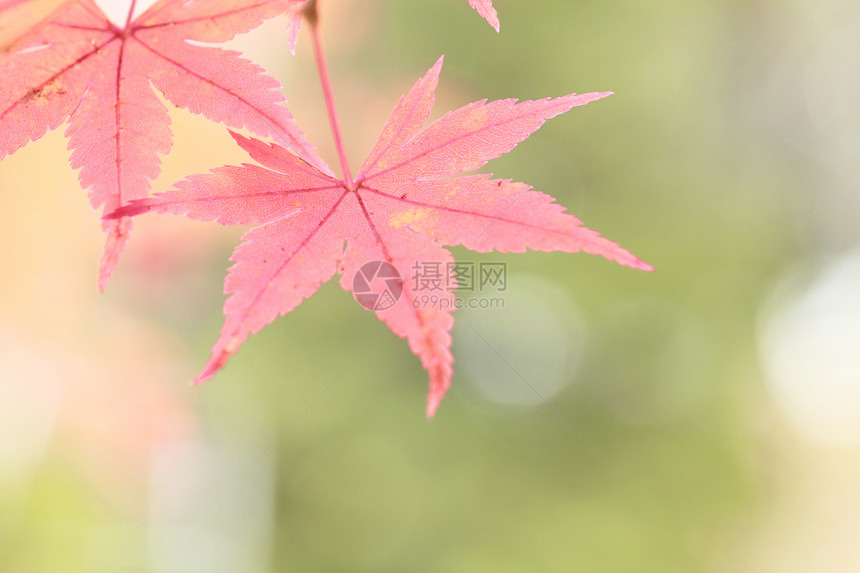 彩色叶子红色黄色橙子季节树叶植物图片