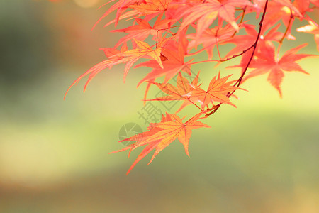 彩色叶子橙子季节植物树叶落叶黄色红色高清图片