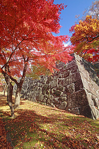 彩色叶子观光旅游树叶植物黄色森林历史木头季节性高清图片