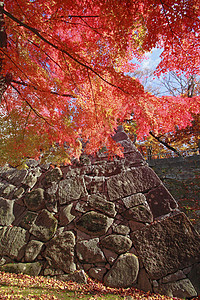 岩手彩色叶子历史旅游观光树叶季节性黄色木头森林植物背景