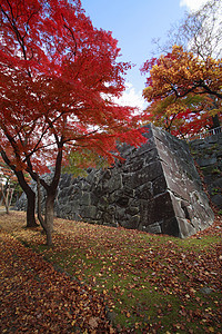盛冈彩色叶子木头森林季节性历史树叶旅游黄色植物观光背景