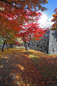 盛冈城遗址公园彩色叶子历史森林植物黄色观光季节性木头树叶旅游背景
