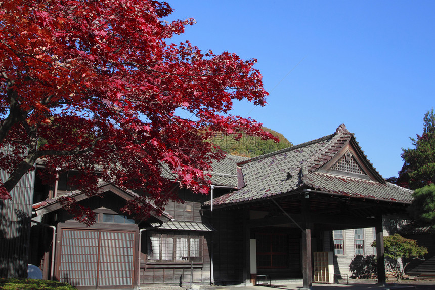 彩色叶子树叶红色橙子季节植物图片