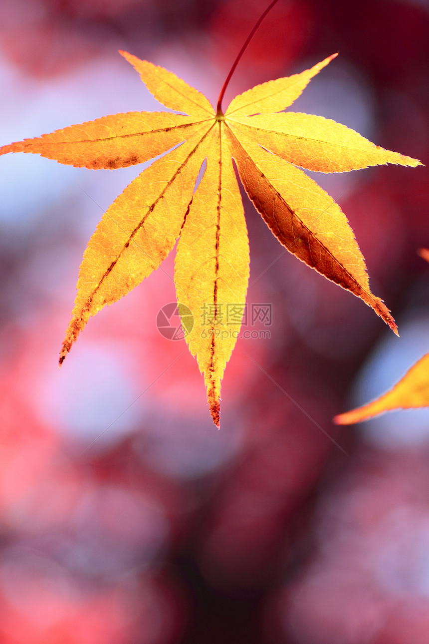 彩色叶子红色树叶橙子植物季节图片