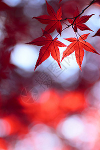 盛冈彩色叶子植物季节橙子红色树叶背景