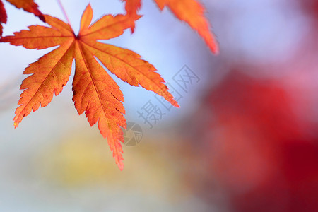 彩色叶子橙子红色季节树叶植物背景图片