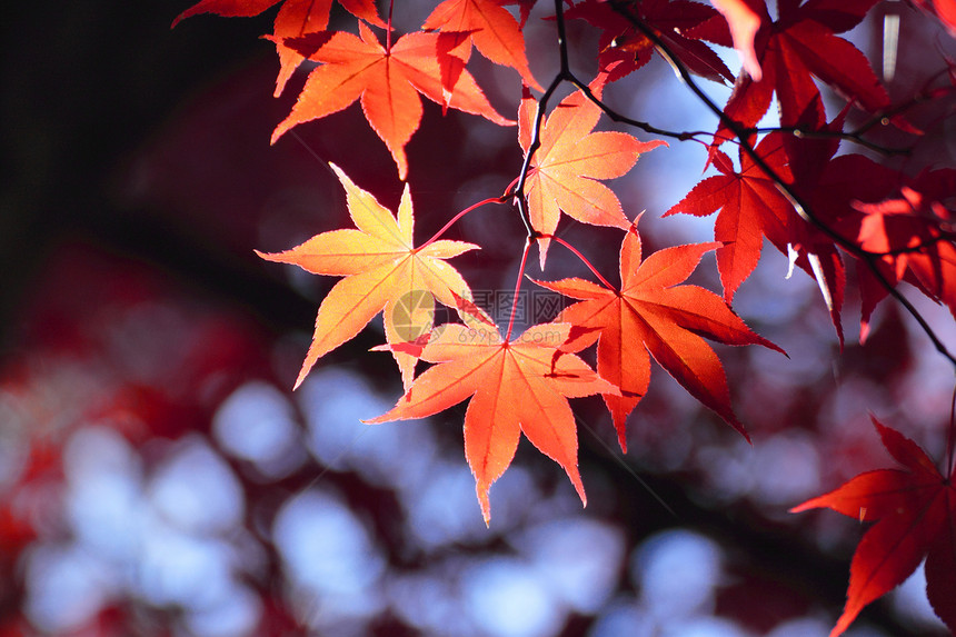 彩色叶子红色季节植物树叶橙子图片