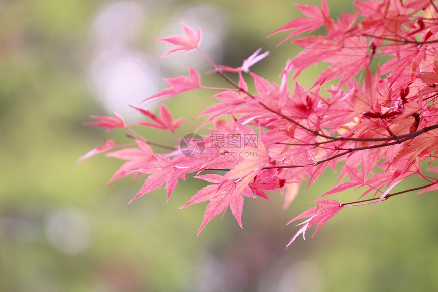 彩色叶子红色季节橙子树叶植物图片