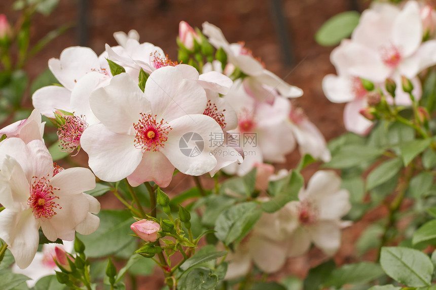 鲜花环境植物群宏观花园植物蓝色草本植物洋甘菊草地晴天图片