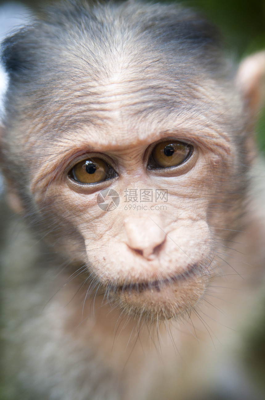 马卡卡穆拉塔棕色动物头发婴儿野生动物灵长类猕猴旅行栖息地哺乳动物图片