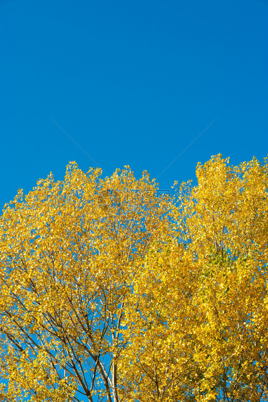 秋季背景分支机构季节蓝天草地晴天树叶季节性植被黄色褪色图片