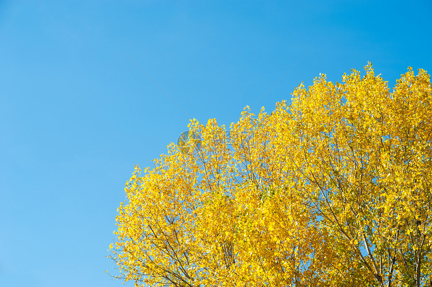 秋季背景植被阳光水平树叶黄色蓝天季节褪色季节性晴天图片