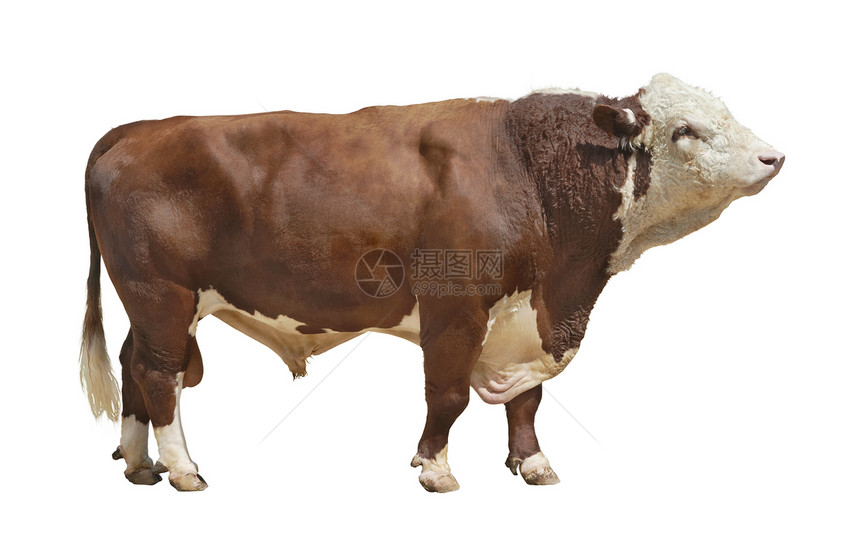 公牛-2型图片
