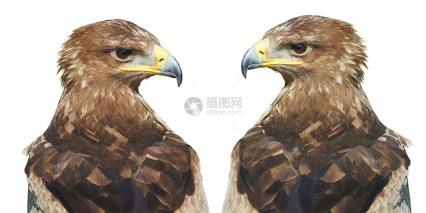 两鹰眼睛黄色野生动物羽毛棕色摄影动物学动物白色海鹰图片