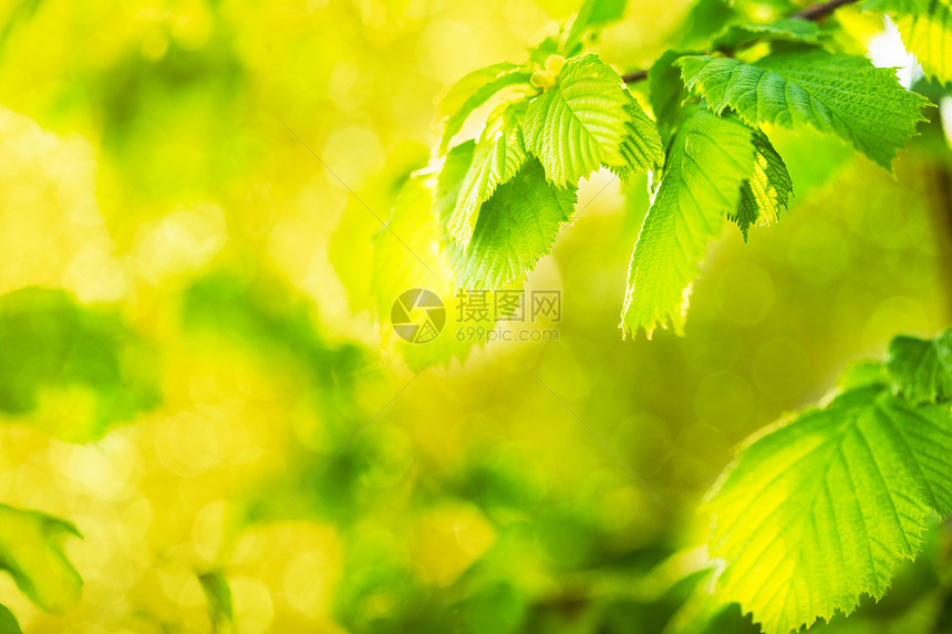 绿叶植物榛子射线阳光花园背光公园背景衬套生活图片