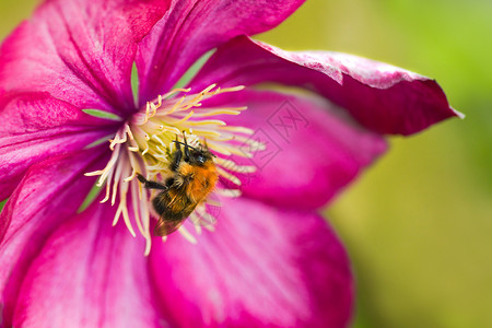 粉红的克莱玛蒂斯花上闪烁的蜜蜂高清图片
