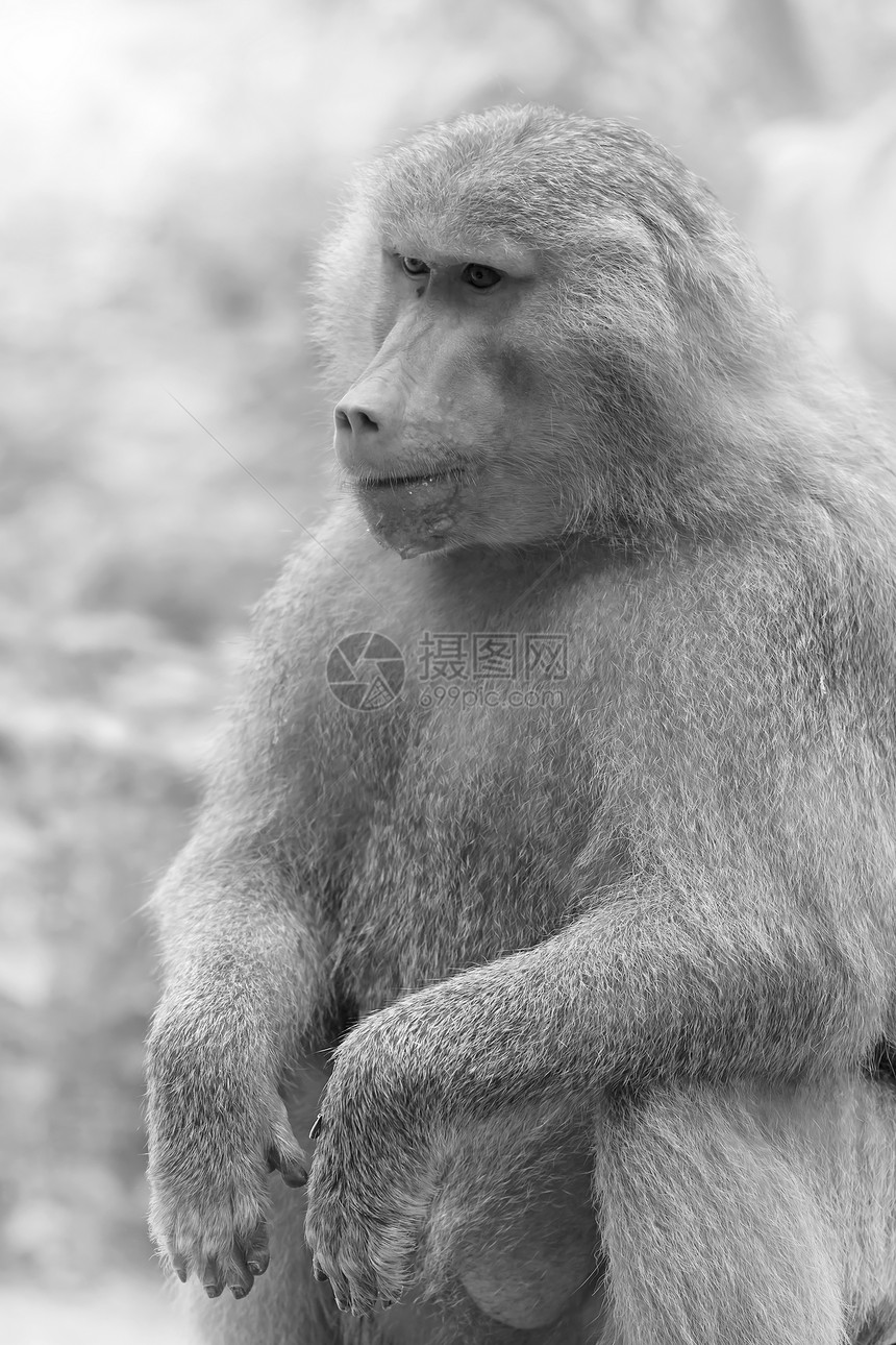 巴布国家猿猴毛皮棕色黑色公园白色动物岩石荒野图片