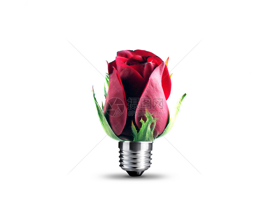 红玫瑰明信片生日浪漫宏观墙纸灯泡卡片美丽横幅图片