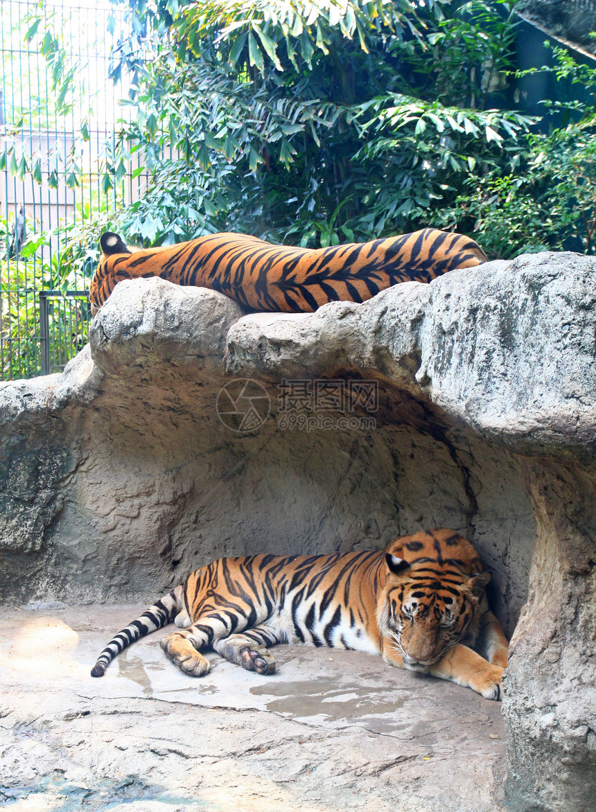 两只老虎睡在动物园的岩石上野生动物眼睛野猫洞穴亚种食肉危险热带荒野耳朵图片