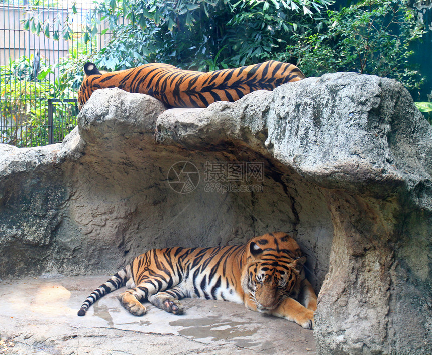 两只老虎睡在动物园的岩石上食肉亚种眼睛公园热带野生动物危险洞穴动物耳朵图片