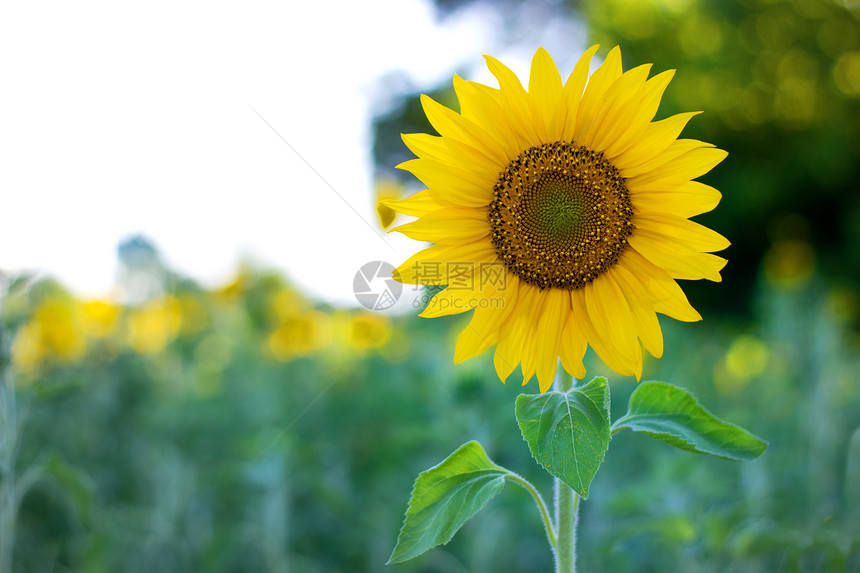 夏季田地向向日葵蓝色天空绿色阳光植物叶子水平团体生长花瓣图片