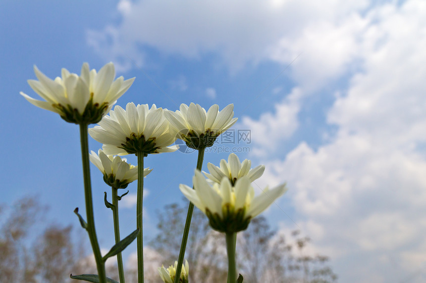 白菊花花宏观植物群花瓣花束雏菊菊花季节植物学植物天空图片