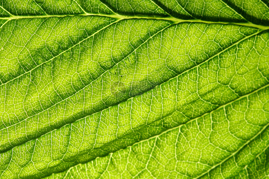 绿叶静脉情调叶子绿色草本植物光合作用植物床单宏观生活生长图片