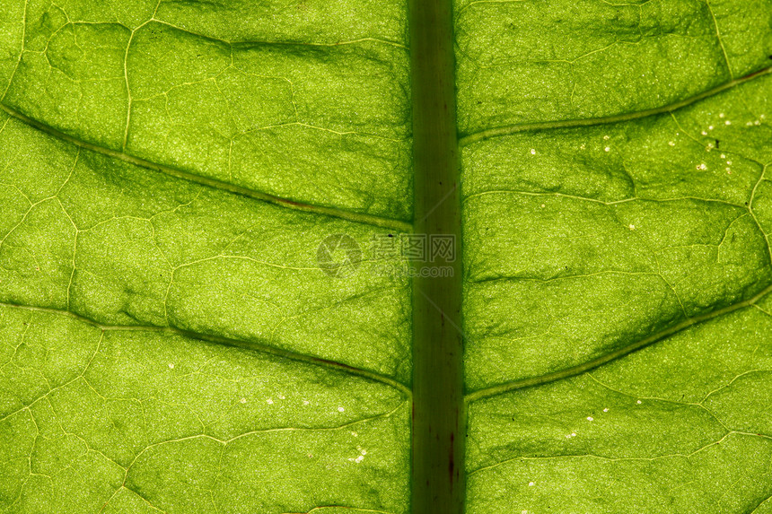 绿叶静脉生活异国网格森林植物学花园宏观植物群生长植物图片