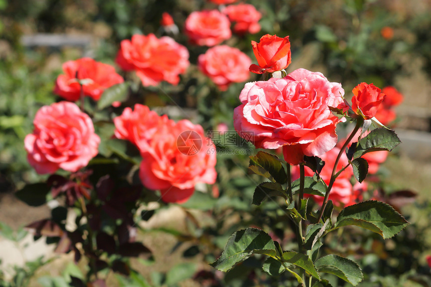 美丽的红玫瑰树丛花瓣生长叶子玫瑰园艺阳光植物花园太阳植物学图片
