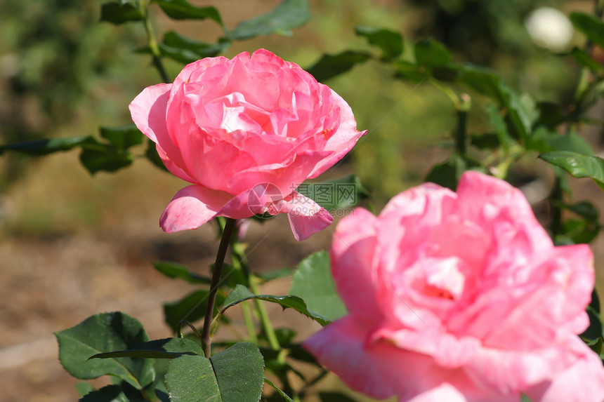花园里的玫瑰花庆典荒野场地公园树叶花瓣衬套花束植物群玫瑰图片