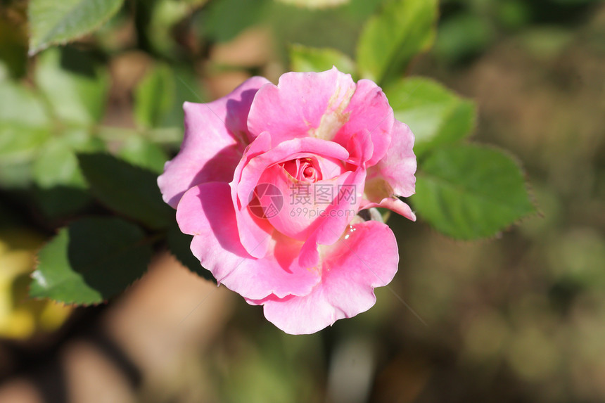 花园里的玫瑰花园艺植物庆典玫瑰公园艺术花束植物群花瓣场地图片