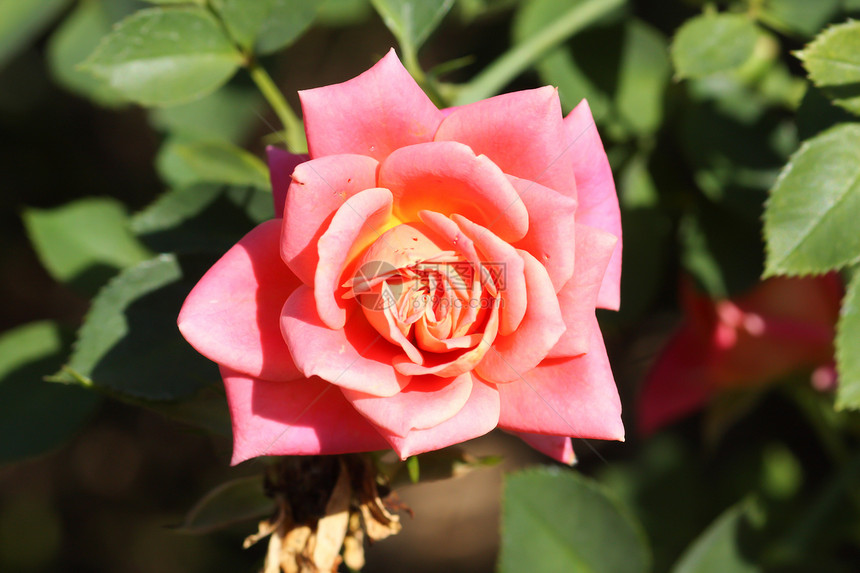 花园里的玫瑰花荒野艺术园艺花粉花瓣庆典植物衬套场地玫瑰图片