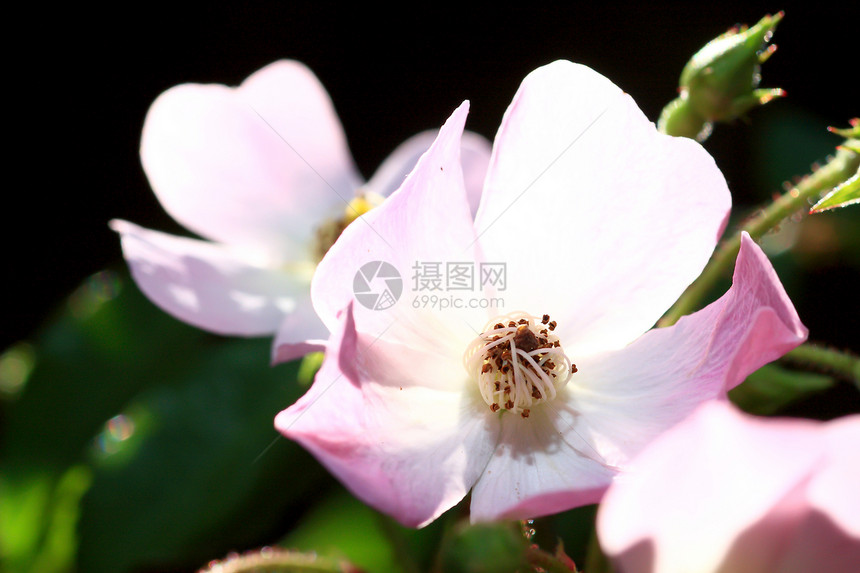 花园里的玫瑰花场地花粉庆典树叶园艺植物花束玫瑰衬套植物群图片