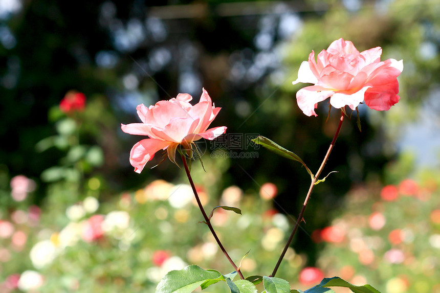 花园里的玫瑰花玫瑰花瓣植物花粉植物群庆典场地衬套花束公园图片