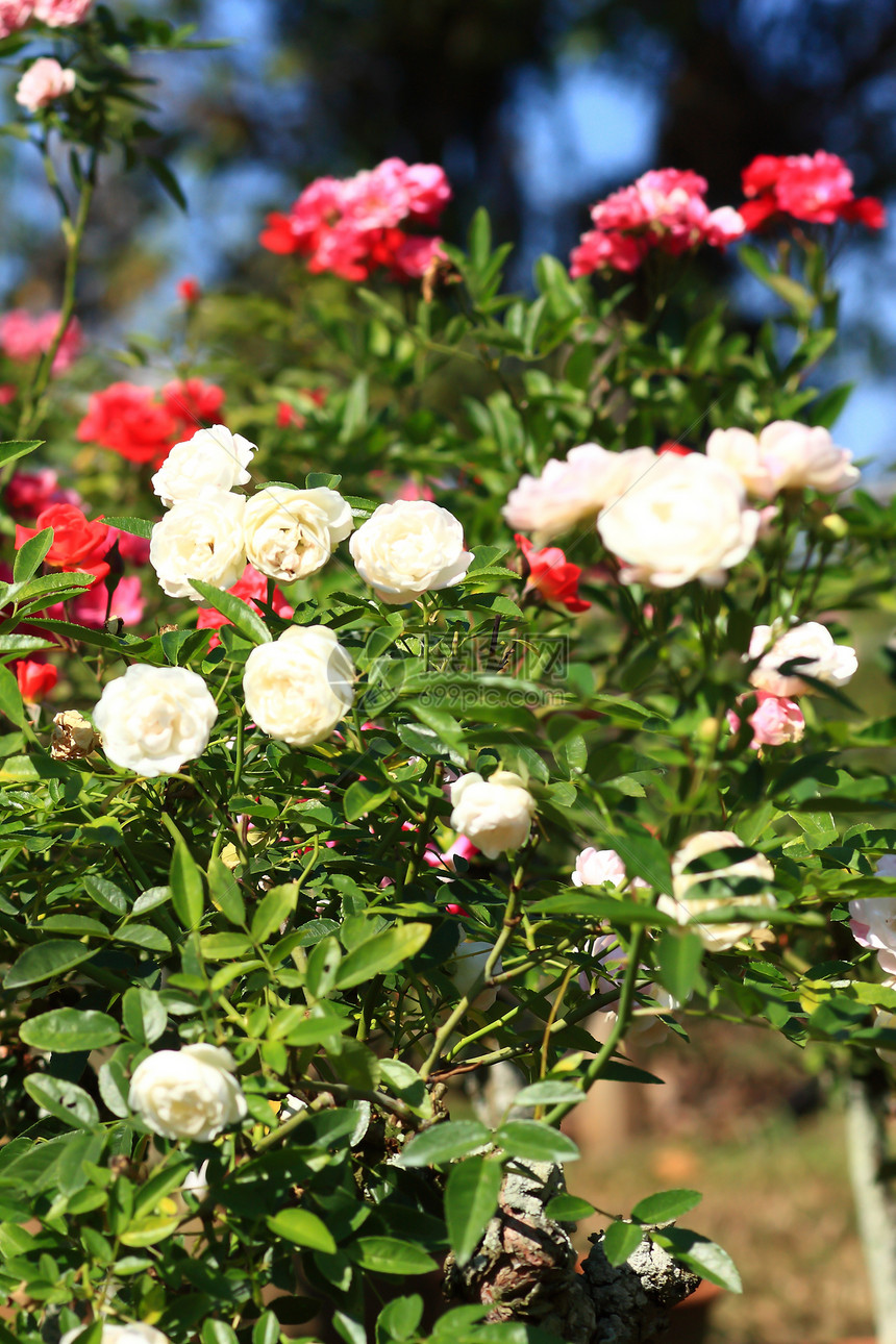 花园里的玫瑰花植物植物群玫瑰庆典荒野花瓣衬套花粉艺术场地图片