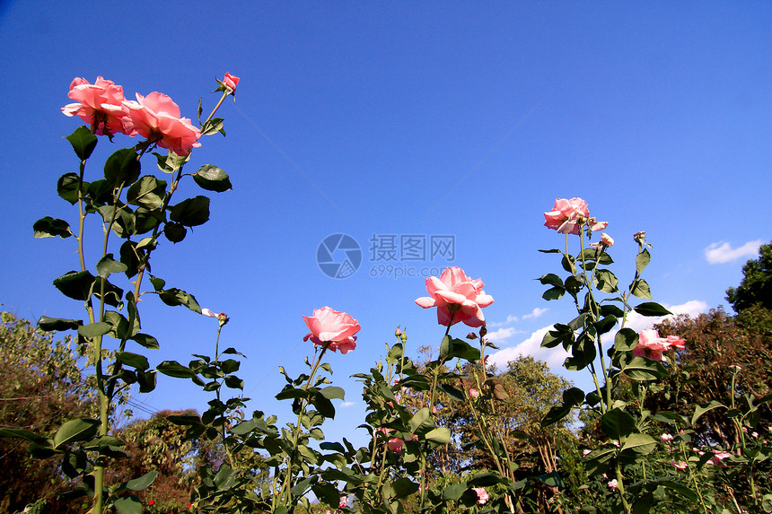 花园里的玫瑰花阳光植物美丽太阳生长花瓣玫瑰衬套园艺植物学图片