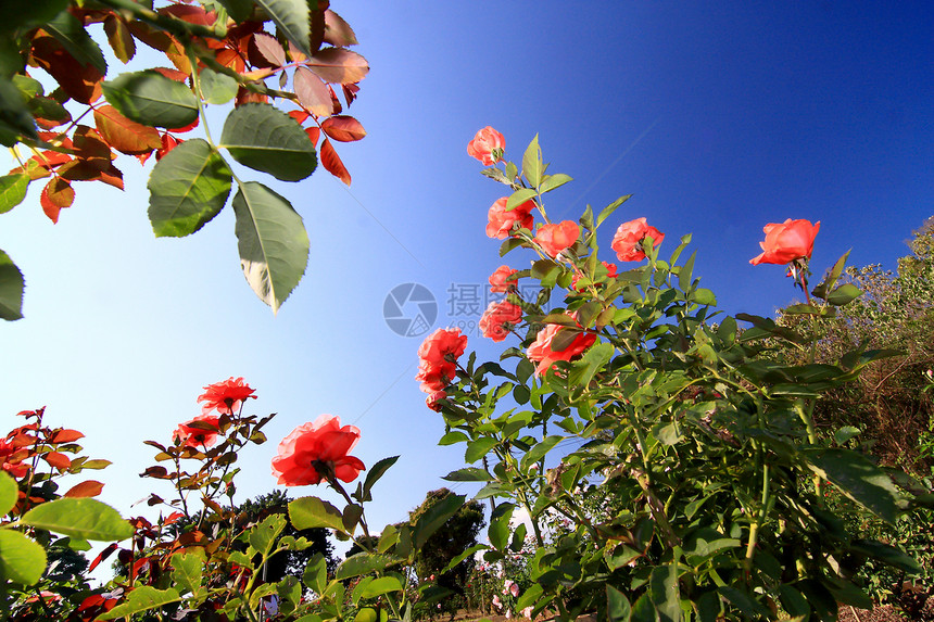 花园里的玫瑰花生长美丽衬套植物叶子植物学玫瑰园艺太阳花瓣图片