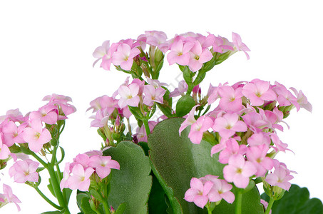 美丽的粉红花和绿叶植物群花瓣花园温泉植物明信片花束礼物紫色树叶背景图片