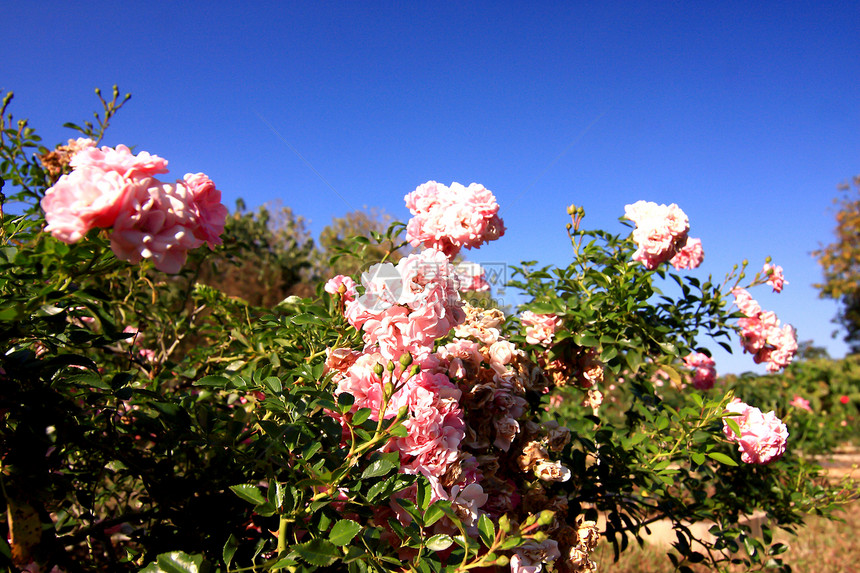 花园里的玫瑰花衬套园艺太阳花瓣玫瑰叶子美丽植物学植物阳光图片