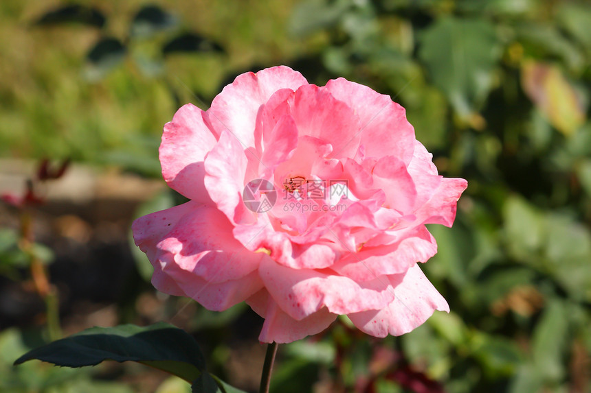 花园里的玫瑰花场地花束公园花粉树叶花瓣荒野艺术庆典植物图片