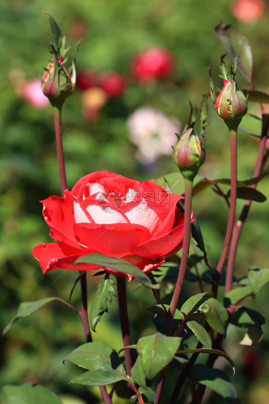 花园里的玫瑰花公园花粉艺术花束植物群庆典场地树叶荒野园艺图片