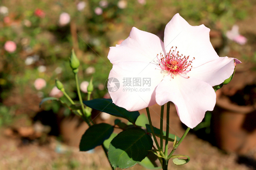 花园里的玫瑰花场地植物艺术园艺植物群花瓣花束衬套公园花粉图片