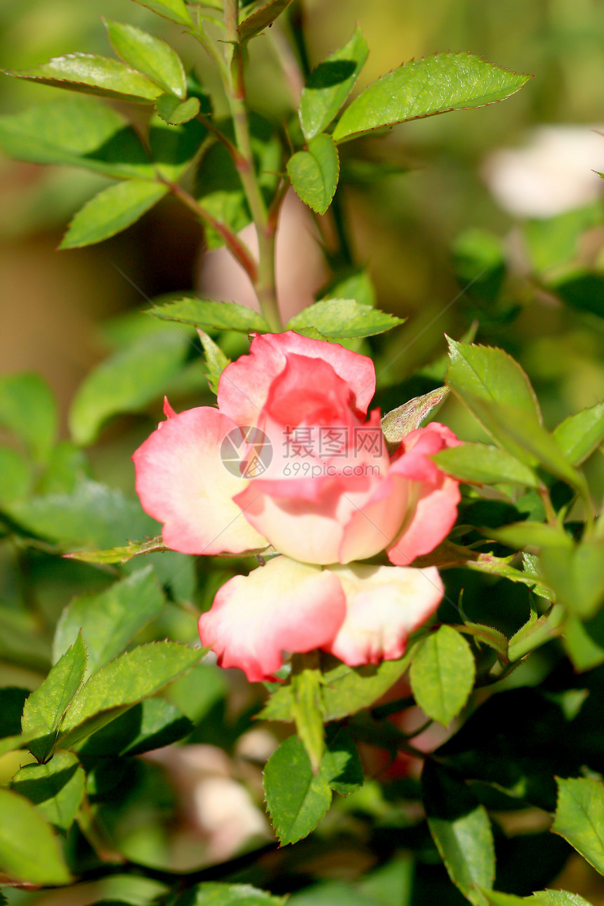 花园里的玫瑰花公园衬套园艺树叶场地花瓣荒野植物植物群庆典图片
