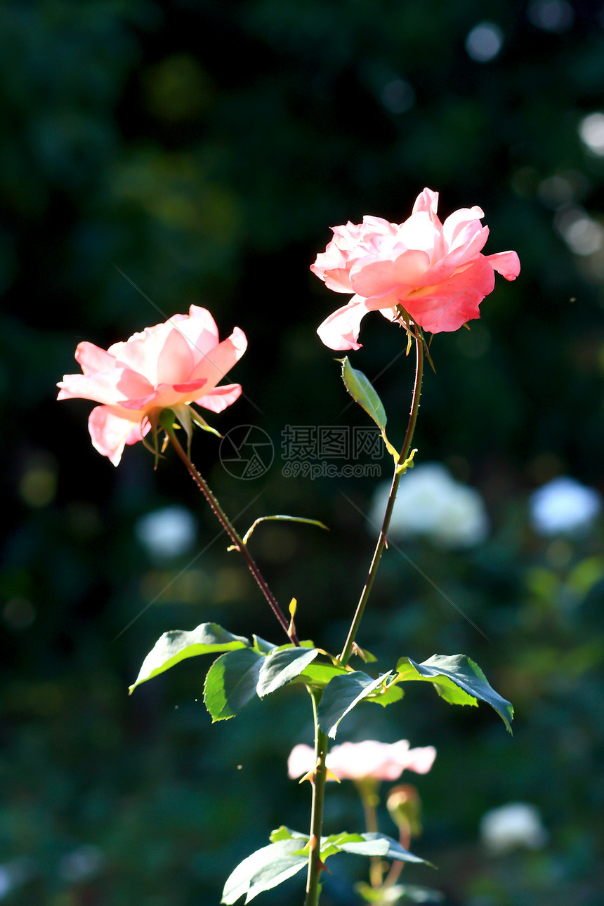 花园里的玫瑰花植物树叶园艺艺术荒野花粉花束庆典场地公园图片