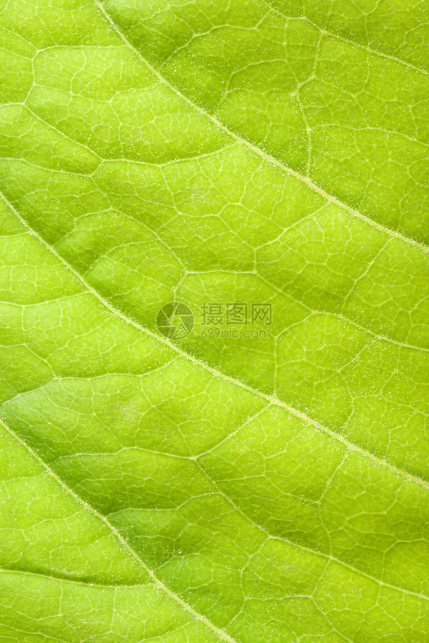 绿叶特写绿色叶子静脉宏观植物图片