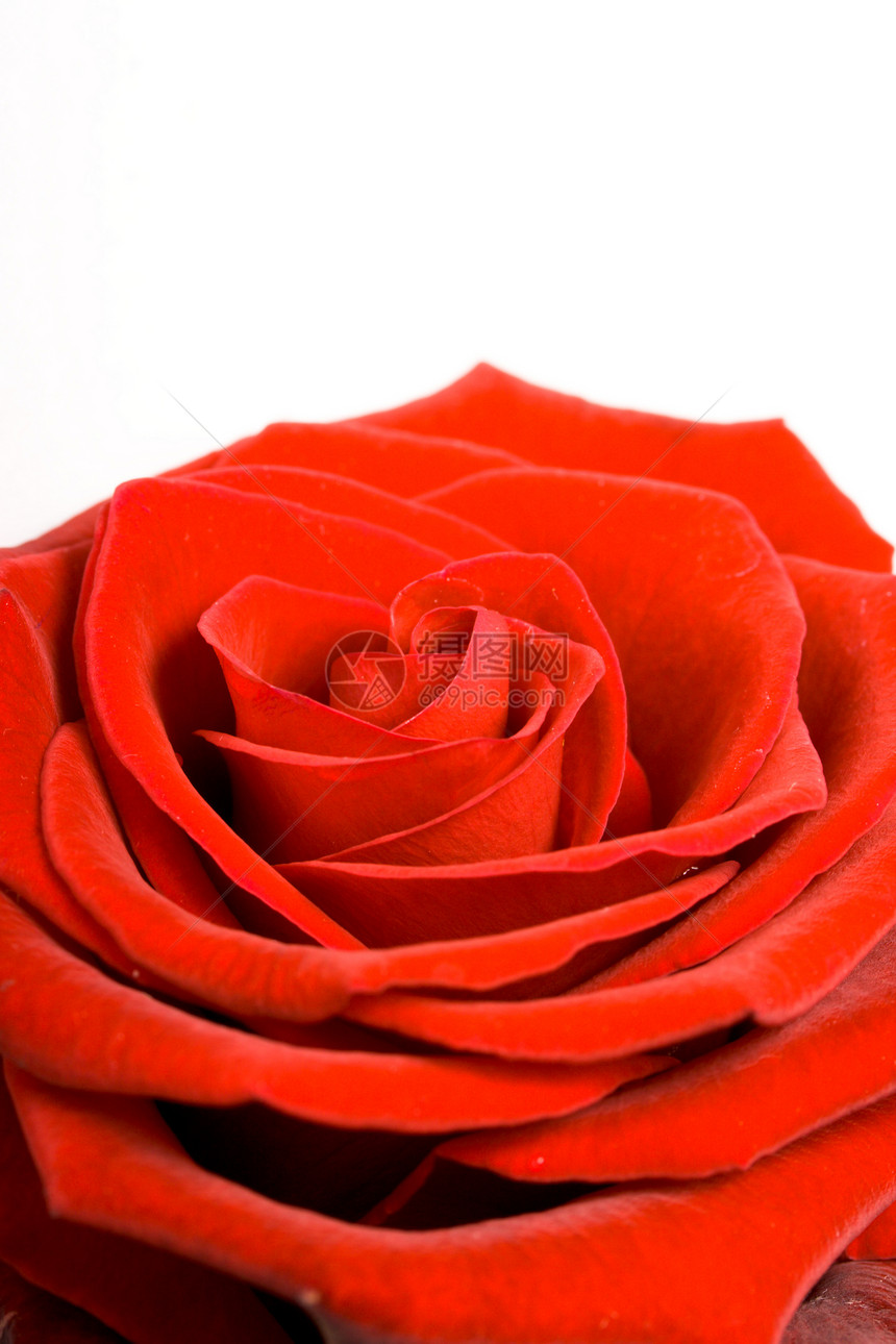 红玫瑰紧贴在白色上图片